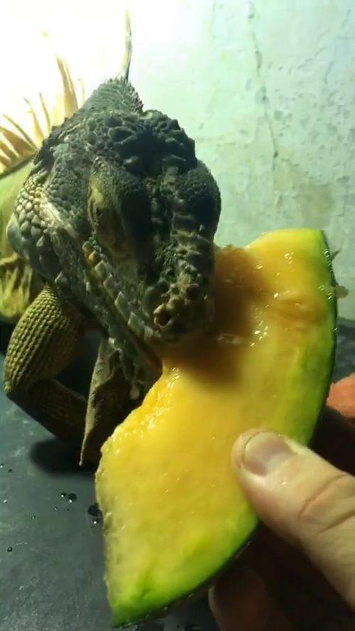 吃哈密瓜真实照片,甘甜多汁，色泽诱人